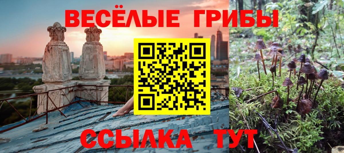 Псилоцибиновые грибы Cubensis Похвистнево